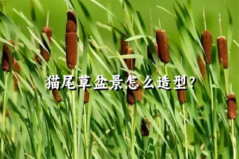 猫尾草盆景怎么造型？