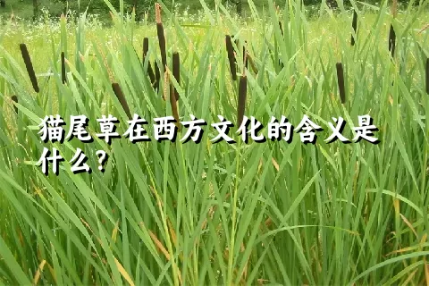 猫尾草在西方文化的含义是什么？