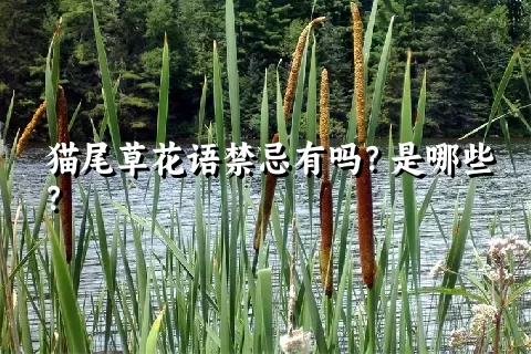 猫尾草花语禁忌有吗？是哪些？