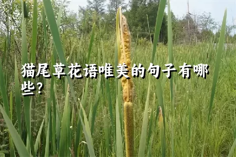 猫尾草花语唯美的句子有哪些？