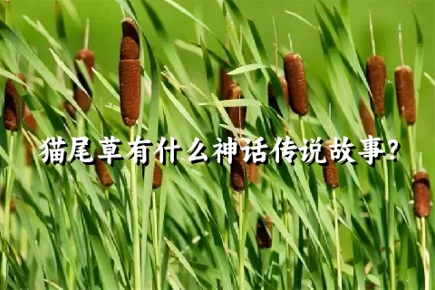 猫尾草有什么神话传说故事？