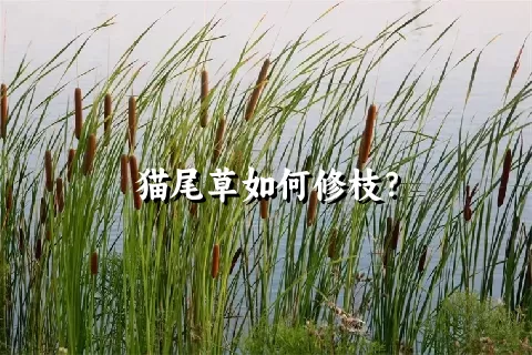 猫尾草如何修枝？