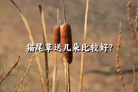 猫尾草送几朵比较好？