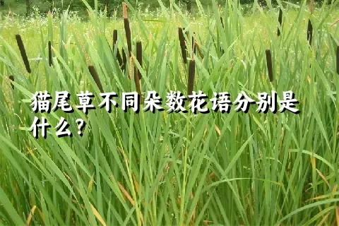 猫尾草不同朵数花语分别是什么？