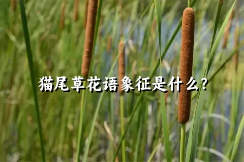 猫尾草花语象征是什么？