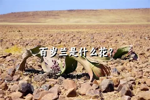 百岁兰是什么花？
