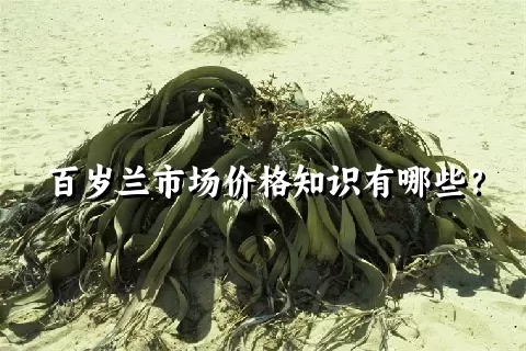 百岁兰市场价格知识有哪些？