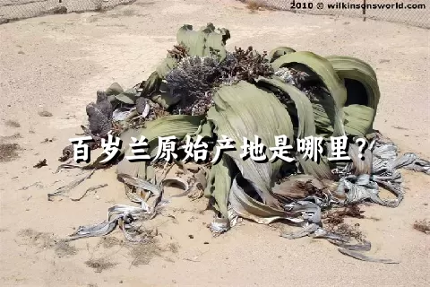 百岁兰原始产地是哪里？