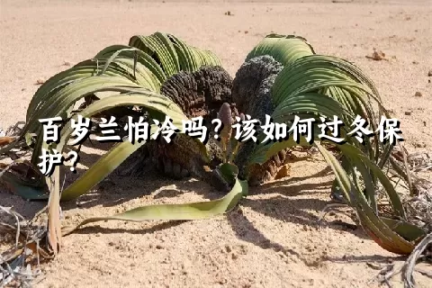 百岁兰怕冷吗？该如何过冬保护？