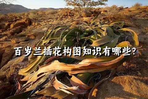 百岁兰插花构图知识有哪些？