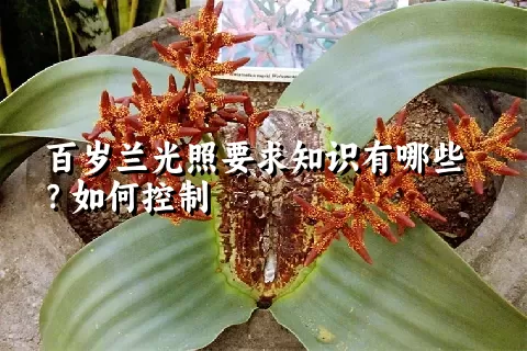 百岁兰光照要求知识有哪些？如何控制