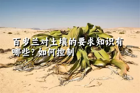百岁兰对土壤的要求知识有哪些？如何控制