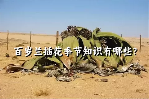 百岁兰插花季节知识有哪些？