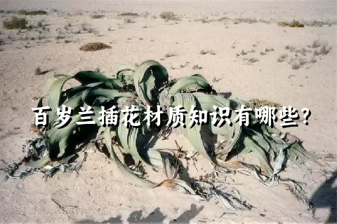 百岁兰插花材质知识有哪些？