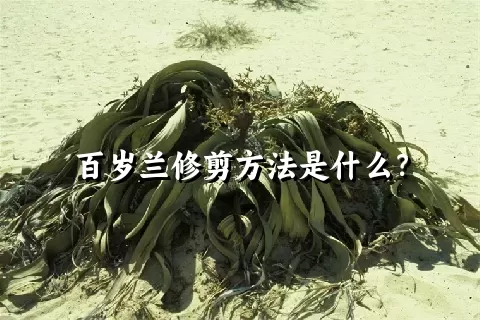 百岁兰修剪方法是什么？