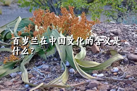 百岁兰在中国文化的含义是什么？