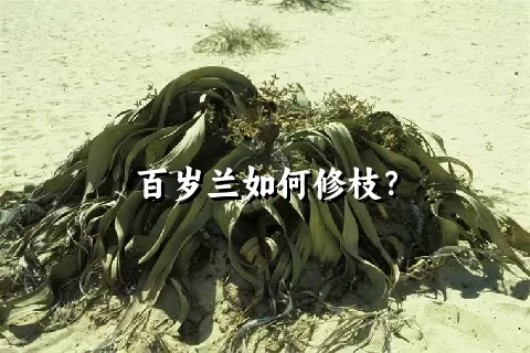 百岁兰如何修枝？