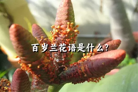 百岁兰花语是什么？