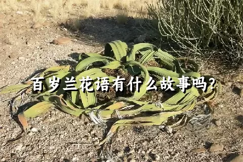 百岁兰花语有什么故事吗？