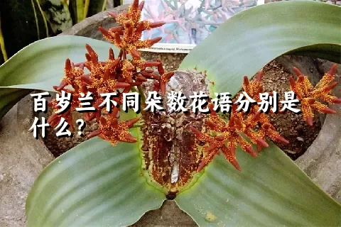 百岁兰不同朵数花语分别是什么？