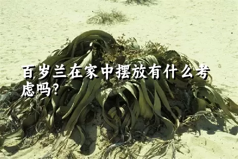 百岁兰在家中摆放有什么考虑吗？