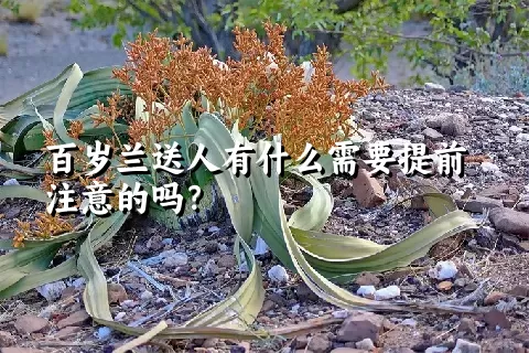 百岁兰送人有什么需要提前注意的吗？