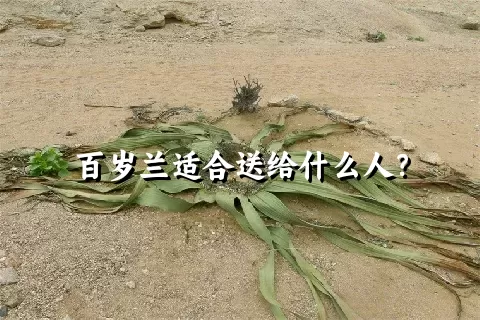百岁兰适合送给什么人？