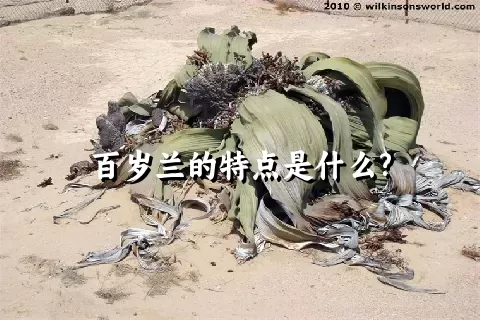 百岁兰的特点是什么?