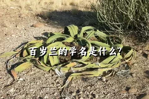 百岁兰的学名是什么?