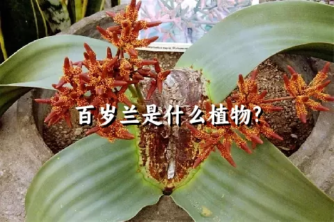 百岁兰是什么植物?