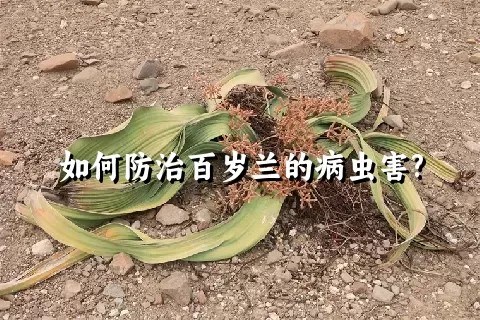如何防治百岁兰的病虫害?