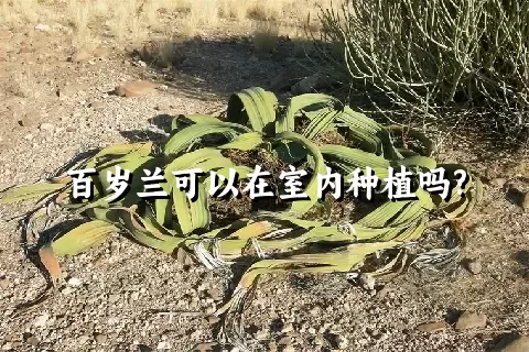 百岁兰可以在室内种植吗?