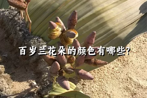 百岁兰花朵的颜色有哪些?