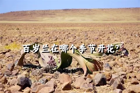 百岁兰在哪个季节开花?