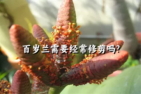 百岁兰需要经常修剪吗?