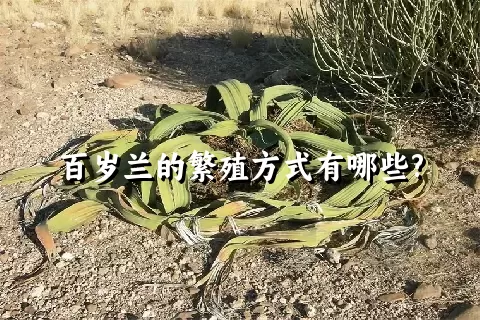 百岁兰的繁殖方式有哪些?