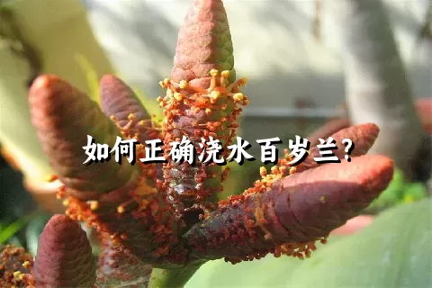 如何正确浇水百岁兰?