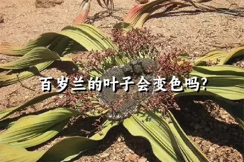 百岁兰的叶子会变色吗?