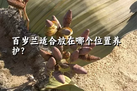 百岁兰适合放在哪个位置养护?