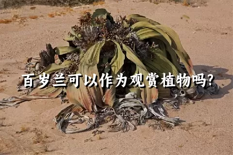 百岁兰可以作为观赏植物吗?