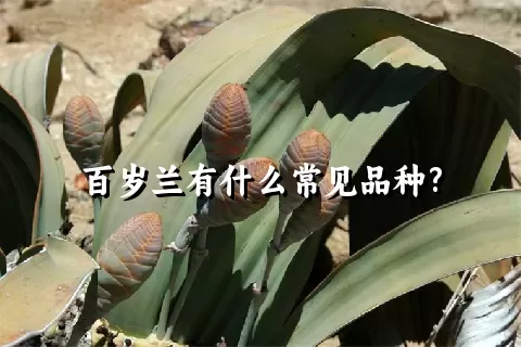 百岁兰有什么常见品种?