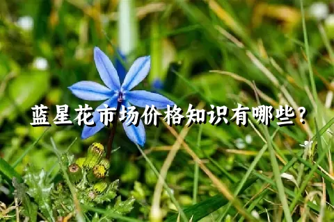 蓝星花市场价格知识有哪些？