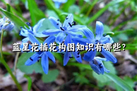 蓝星花插花构图知识有哪些？