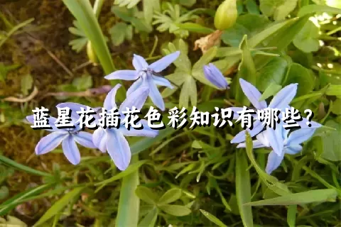 蓝星花插花色彩知识有哪些？