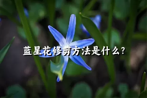 蓝星花修剪方法是什么？