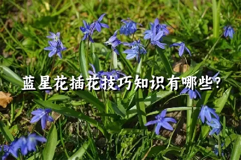 蓝星花插花技巧知识有哪些？