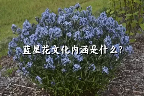 蓝星花文化内涵是什么？