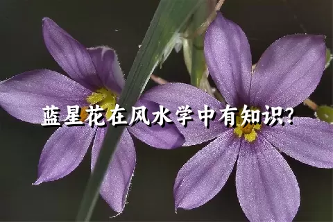 蓝星花在风水学中有知识？