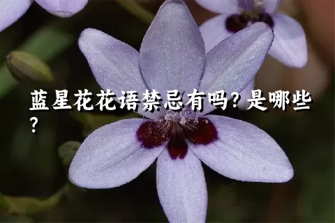 蓝星花花语禁忌有吗？是哪些？
