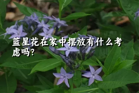 蓝星花在家中摆放有什么考虑吗？